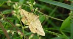 Witalnik piaskowiak (Isturgia arenacearia) albo  przylepek puszak (Selidosema brunnearia)