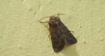 Luperina testacea