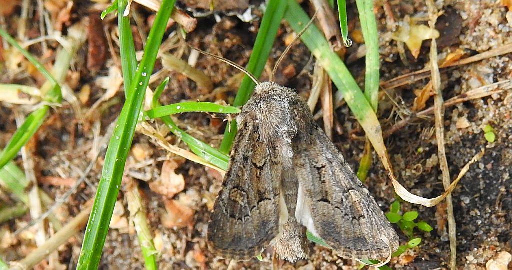 Luperina testacea