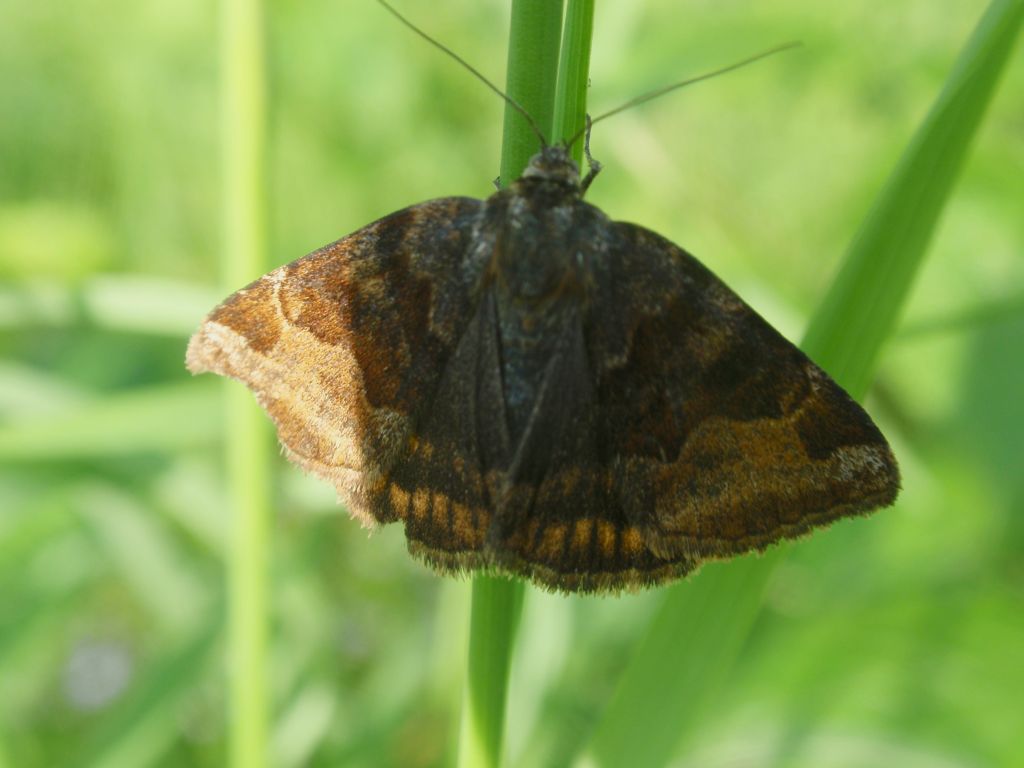 Wygłoba koniczówka (Euclidia glyphica)