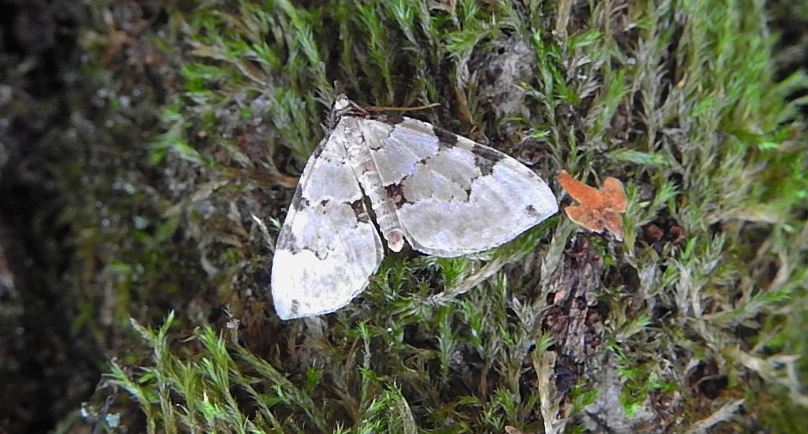 Paśnik zieleniak (Colostygia pectinataria)