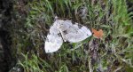 Paśnik zieleniak (Colostygia pectinataria)