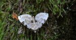 Paśnik zieleniak (Colostygia pectinataria)