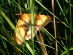 Niedźwiedziówka jastrzębica - Marzymłódka pajacyk (Diacrisia sannio)