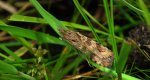Nomophila noctuella