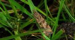 Nomophila noctuella