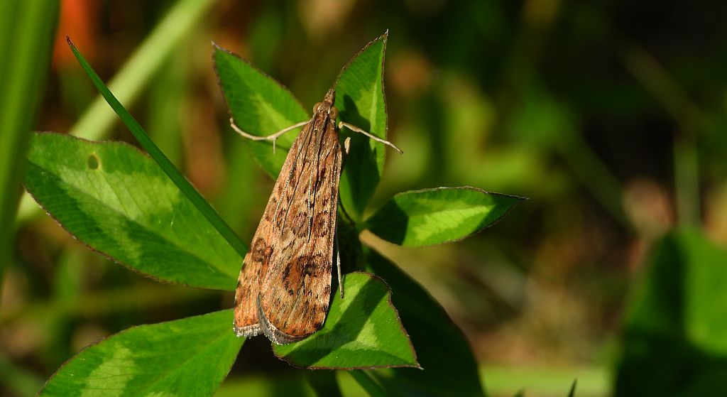 Nomophila noctuella
