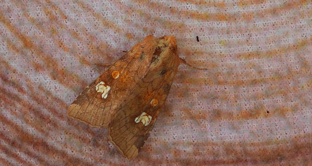 Amphipoea oculea