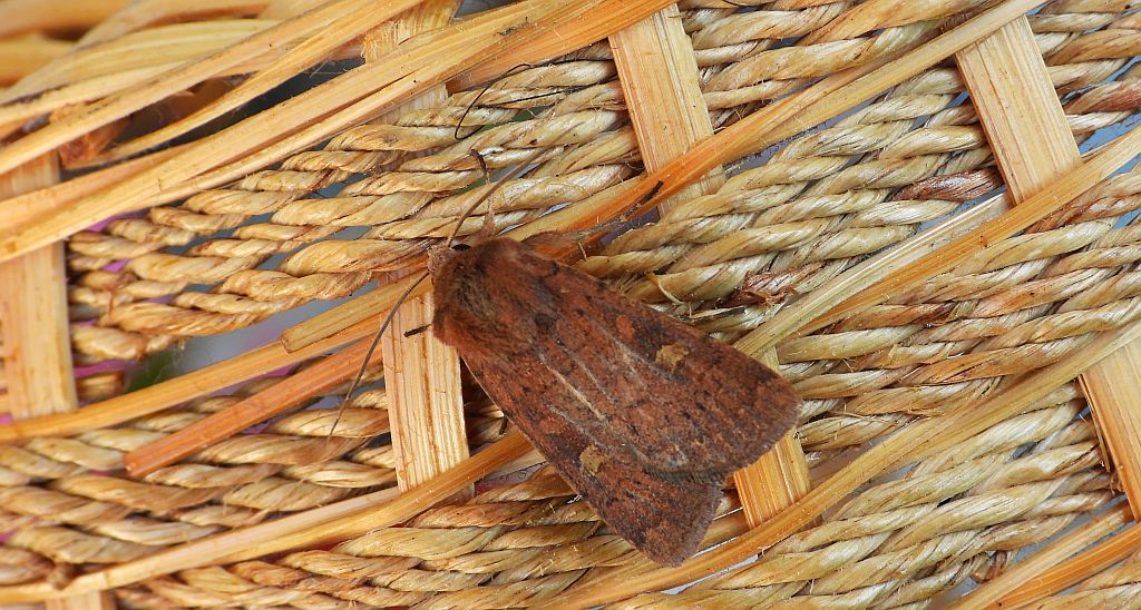 Rolnica znakówka (Xestia xanthographa)