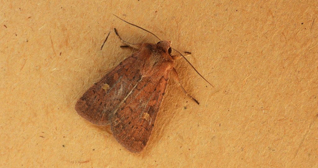 Rolnica znakówka (Xestia xanthographa)