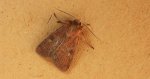 Rolnica znakówka (Xestia xanthographa)