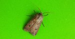 Rolnica zbożówka (Agrotis segetum)