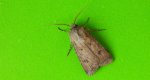 Rolnica zbożówka (Agrotis segetum)