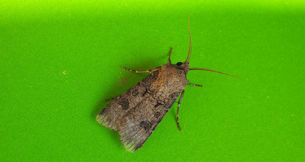 Rolnica zbożówka (Agrotis segetum)