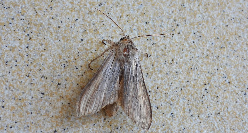 Kapturnica sałatówka (Cucullia lactucae)