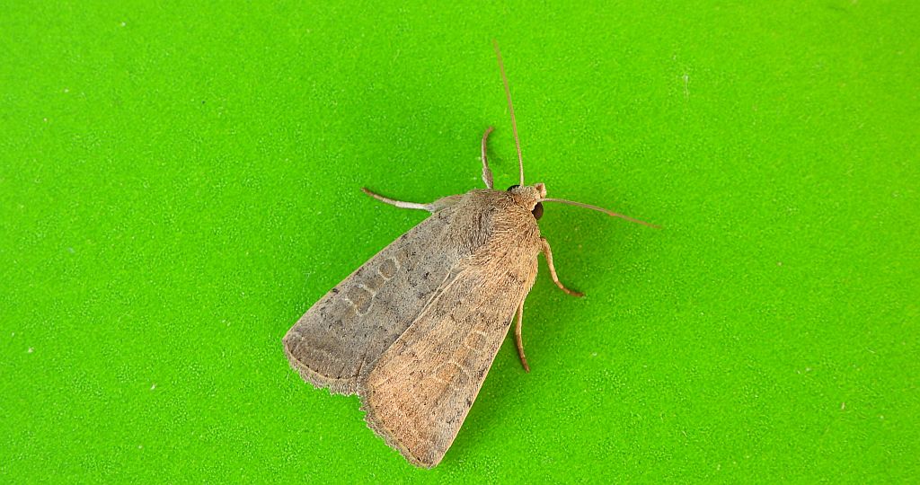 Światłówka babczarka (Hoplodrina ambigua)
