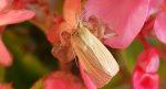 Mokradlica blednica (Mythimna pallens)