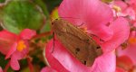 Rolnica tasiemka (Noctua pronuba)