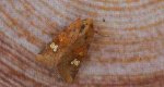 Amphipoea oculea