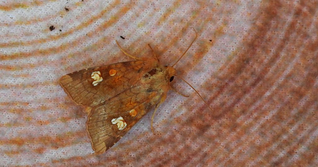 Amphipoea oculea
