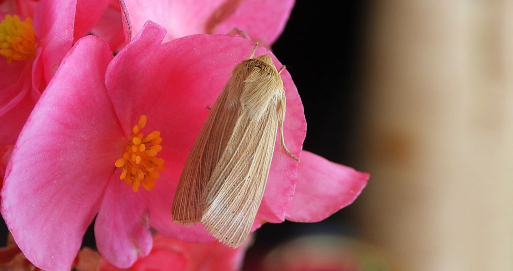 Mokradlica blednica (Mythimna pallens)