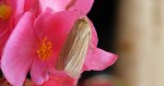 Mokradlica blednica (Mythimna pallens)