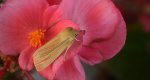 Mokradlica blednica (Mythimna pallens)