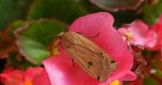 Rolnica tasiemka (Noctua pronuba)