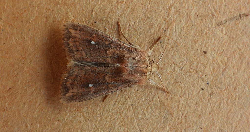 Piętnówka białokropka (Mythimna /Hyphilare/ albipuncta)