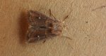 Piętnówka białokropka (Mythimna /Hyphilare/ albipuncta)