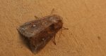 Piętnówka białokropka (Mythimna /Hyphilare/ albipuncta)