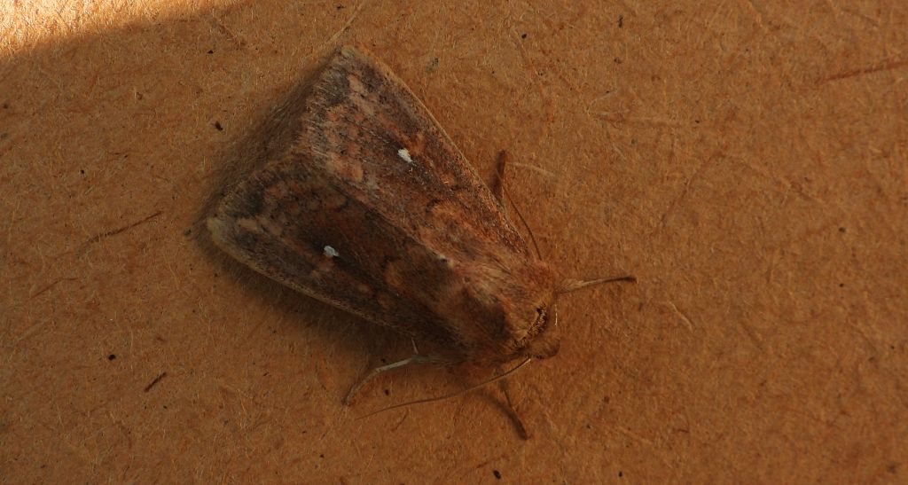 Piętnówka białokropka (Mythimna /Hyphilare/ albipuncta)