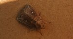 Piętnówka białokropka (Mythimna /Hyphilare/ albipuncta)