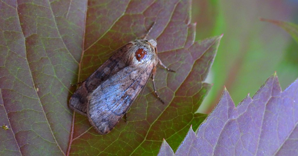 Xestia sexstrigata