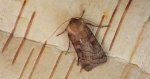Xestia sexstrigata