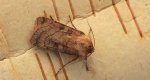 Xestia sexstrigata