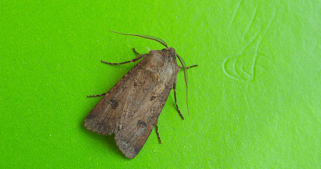 Rolnica zbożówka (Agrotis segetum)