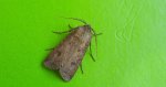 Rolnica zbożówka (Agrotis segetum)
