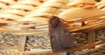 Rolnica znakówka (Xestia xanthographa)