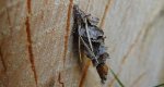 Koszówka - Canephora hirsuta