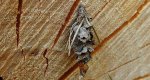 Koszówka - Canephora hirsuta