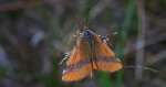 Sudamek szczawiak (Lythria cruentaria)