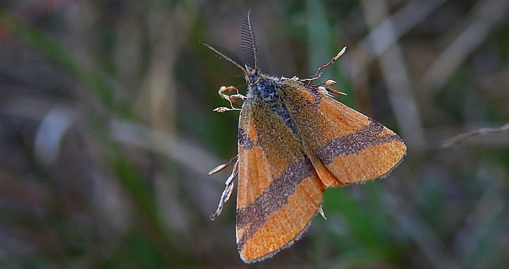 Sudamek szczawiak (Lythria cruentaria)