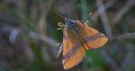 Sudamek szczawiak (Lythria cruentaria)