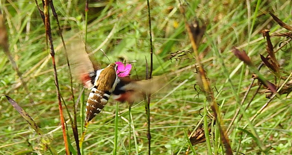 Zmrocznik przytuliak (Hyles gallii)