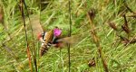 Zmrocznik przytuliak (Hyles gallii)