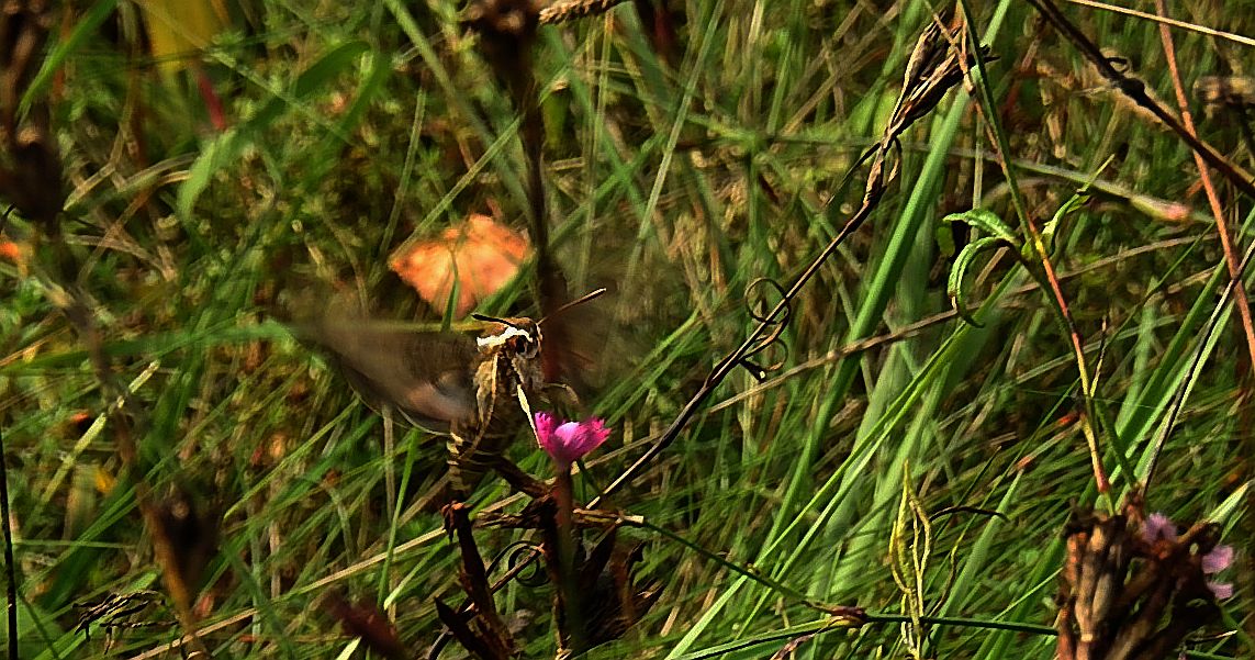 Zmrocznik przytuliak (Hyles gallii)