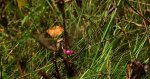 Zmrocznik przytuliak (Hyles gallii)
