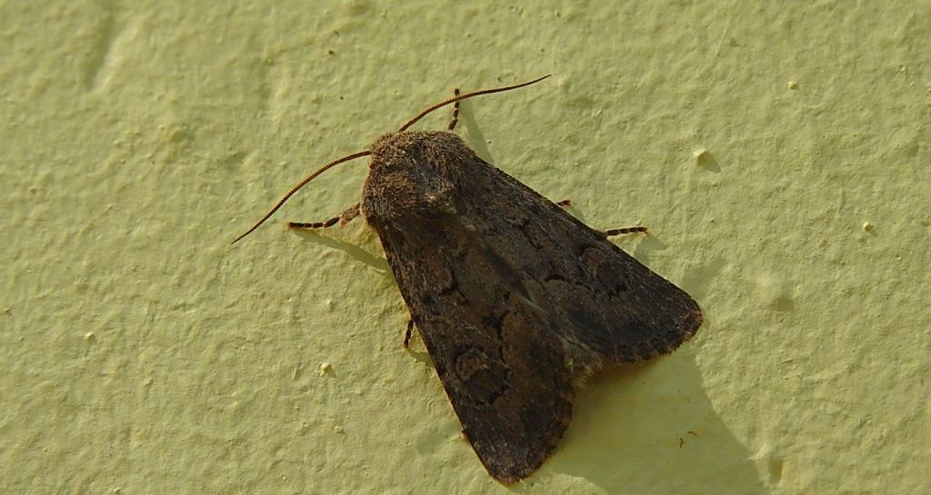 Luperina testacea