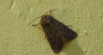 Luperina testacea